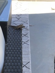 Sceloporus occidentalis