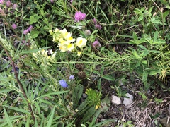Linaria vulgaris