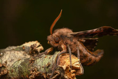 Paonias excaecata