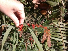 Crocosmia aurea