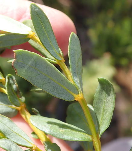 Image of Heidelberg Honeybush (Cyclopia sessiliflora) by (c) Nicola van Berkel, some rights reserved (CC BY-SA)