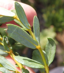 Cyclopia sessiliflora