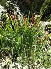 Crocosmia aurea