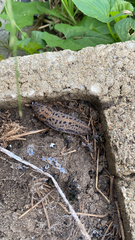 Limax maximus