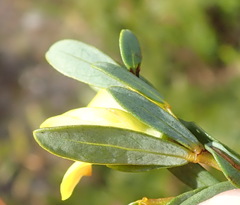 Cyclopia sessiliflora