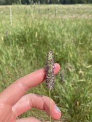 Phleum alpinum