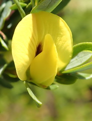 Cyclopia sessiliflora