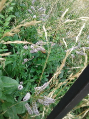 Sphex ichneumoneus