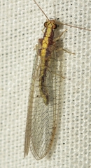 Pseudomallada genei