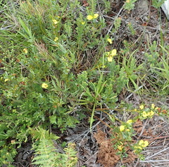 Cyclopia sessiliflora