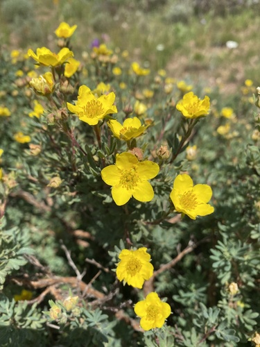 shrubby cinquefoil (Dasiphora fruticosa)