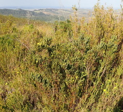 Cyclopia sessiliflora