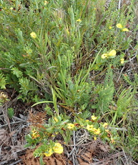 Cyclopia sessiliflora