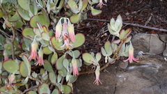 Cotyledon woodii
