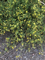 Medicago falcata