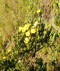 Cyclopia sessiliflora