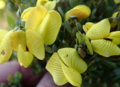 Cyclopia sessiliflora