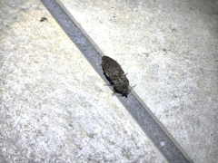 Agrypnus binodulus binodulus