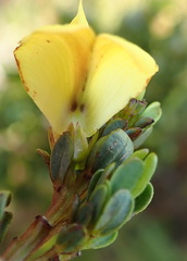 Cyclopia sessiliflora