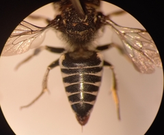Coelioxys afer