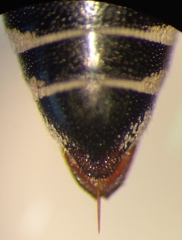 Coelioxys afer
