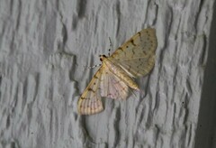 Polygrammodes flavidalis