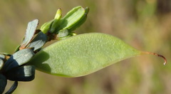 Cyclopia sessiliflora