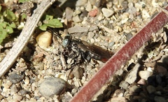 Tachysphex terminatus