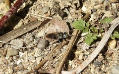 Tachysphex terminatus