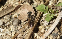 Tachysphex terminatus