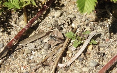 Tachysphex terminatus