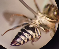 Coelioxys afer