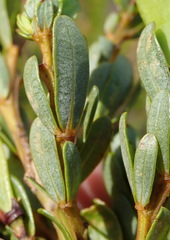 Cyclopia sessiliflora