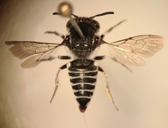 Coelioxys afer