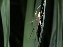 Tetragnatha vermiformis