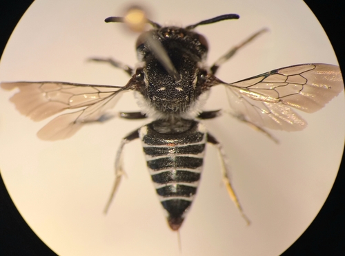 Short Sharp-tail Bee
