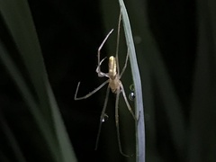 Tetragnatha vermiformis