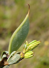 Cyclopia sessiliflora