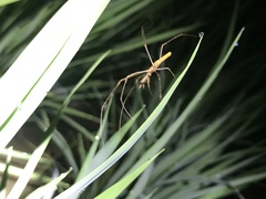 Tetragnatha vermiformis