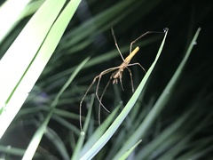 Tetragnatha vermiformis