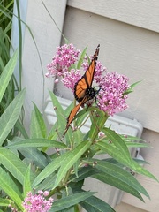 Danaus plexippus