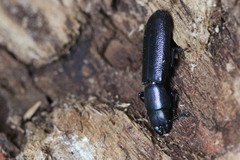 Temnoscheila caerulea