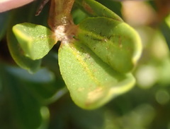 Cyclopia sessiliflora