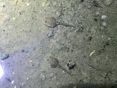 Fejervarya kawamurai