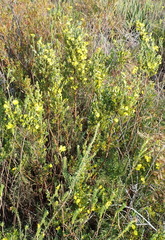 Cyclopia sessiliflora