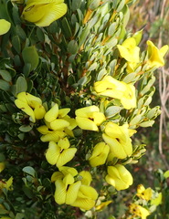 Cyclopia sessiliflora