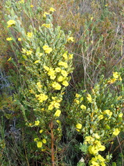 Cyclopia sessiliflora