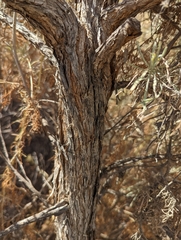 Artemisia californica