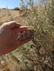 Artemisia californica