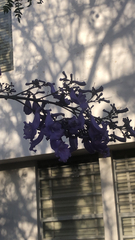 Jacaranda mimosifolia